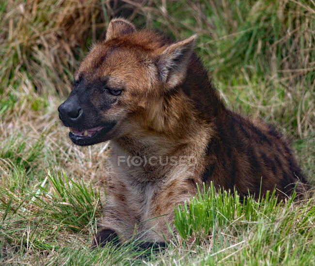 Retrato de una hiena manchada, Sudáfrica - foto de stock
