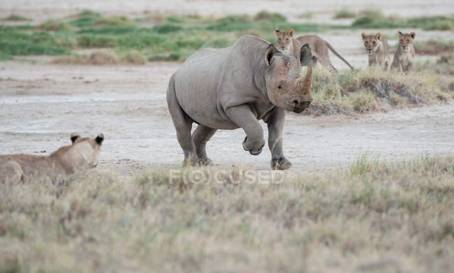 Black rhino running past a pride of lions, Namibia — Stock Photo