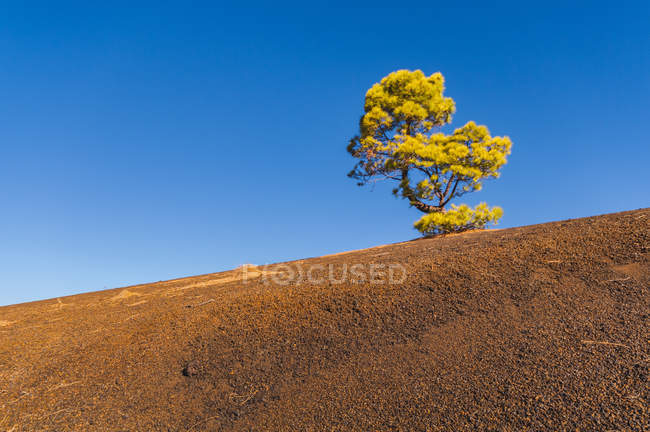 Vista panorâmica de Lone tree, Teide National Park, Santa Cruz de Tenerife, Ilhas Canárias, Espanha — Fotografia de Stock