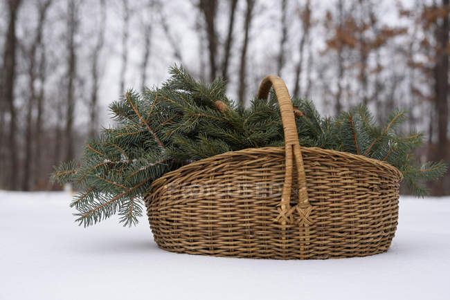 Cesto pieno di rami di pino sulla neve del bosco — Foto stock