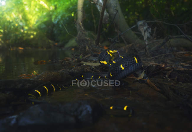 Mangrovia serpente gatto da un fiume, fuoco selettivo — Foto stock