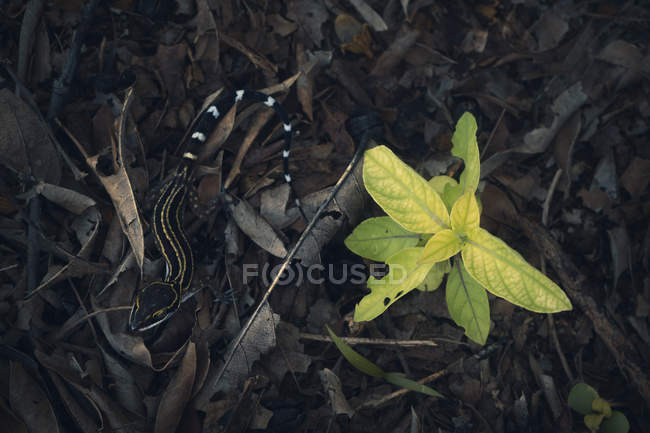 Oldham arco-dedos gecko en la selva, enfoque selectivo - foto de stock