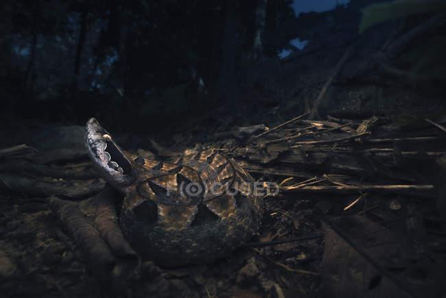 Viper pit malaio deitado no chão na floresta — Fotografia de Stock