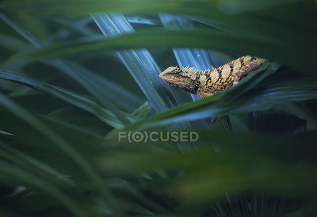 Емма Грейс Лісова ящірка в джунглях, вигляд крупним планом, Вибірковий фокус — стокове фото