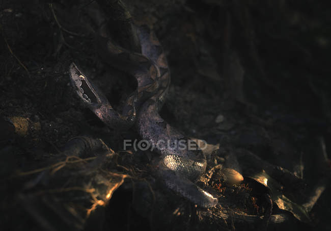 Малайская гадюка на лесной подстилке — стоковое фото