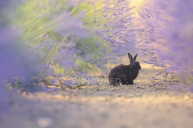 Rabbit sitting in a lavender field, Jersey, Inglaterra, Reino Unido. - foto de stock