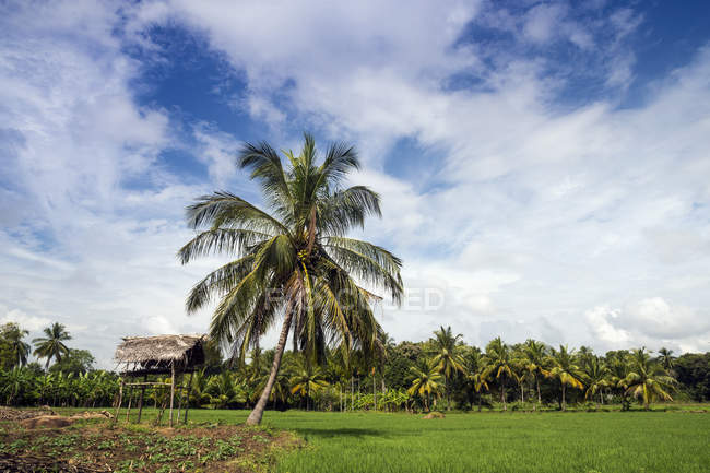 Vista panoramica del campo Paddy, Avukana, Provincia Centrale Nord, Sri Lanka — Foto stock