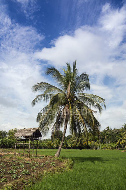 Scenic view of Paddy field, Avukana, North Central Province, Sri Lanka — Stock Photo