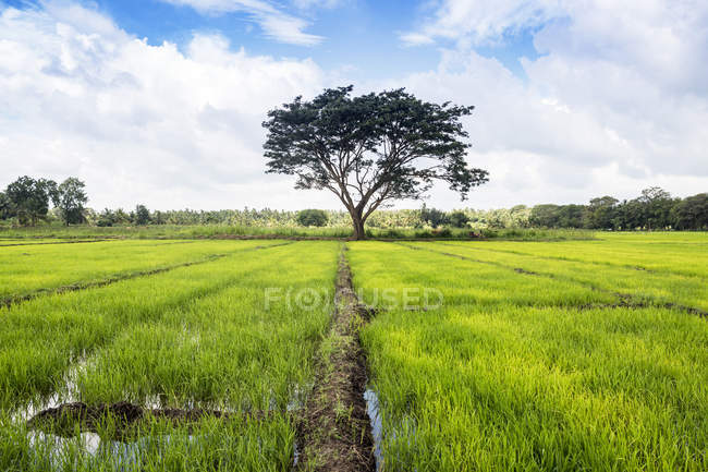 Vista panorâmica de Paddy field, Avukana, North Central Province, Sri Lanka — Fotografia de Stock