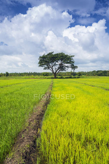 Мальовничим видом на рисові поля, Avukana, Північна Центральна провінція, Шрі-Ланки — стокове фото