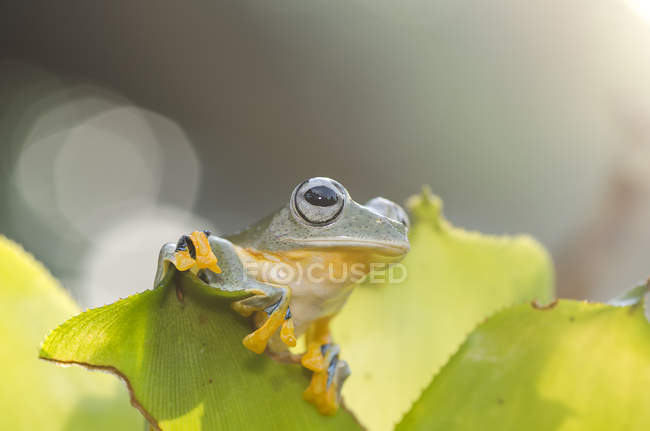 Green tree frog on a plant, blurred background — Stock Photo