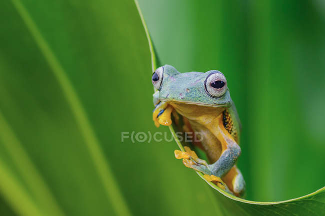 Green tree frog on a leaf, blurred background — Stock Photo