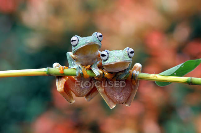 Dos ranas de árbol de Java en una rama, fondo borroso - foto de stock