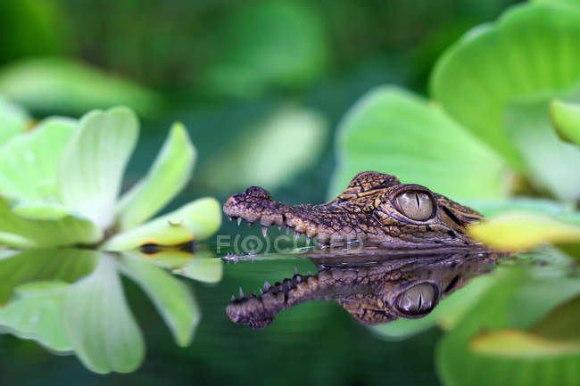 Seitenansicht eines Krokodils in einem Fluss, selektiver Fokus — Stockfoto