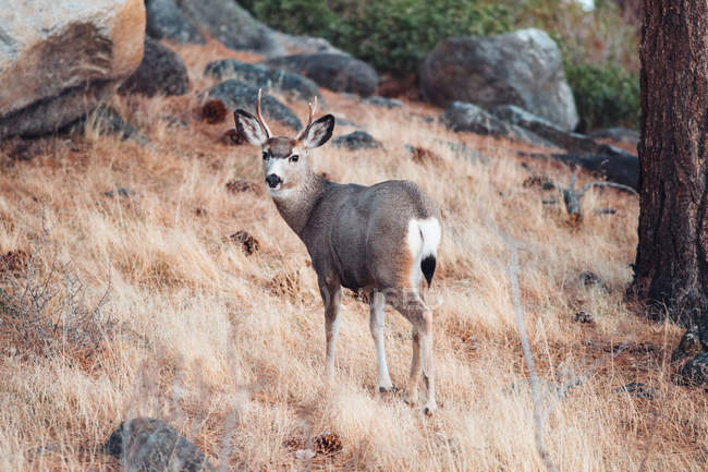 Young Buck deer standing in forest, Galena Creek Regional Park, Nevada, Amérique, États-Unis — Photo de stock