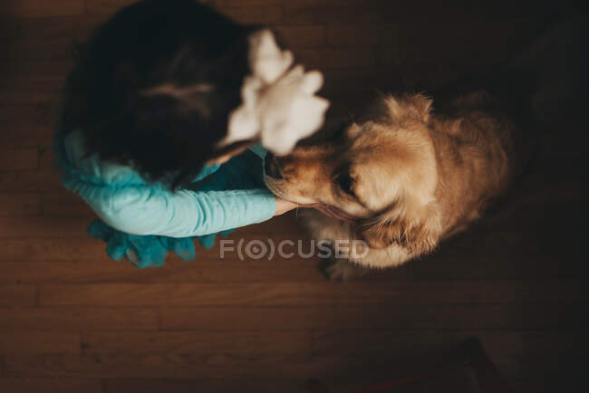 Overhead view of a girl playing with her golden retriever dog — Stock Photo