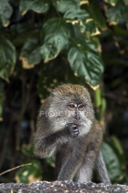 Macaco scimmia nella foresta, Teluk Nipah, Pangkor Island, Malesia — Foto stock
