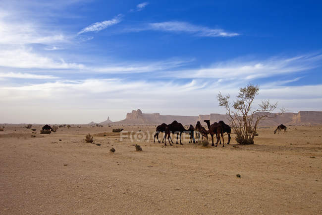 Живописный вид на верблюдов в пустыне, Эр-Рияд, Саудовская Аравия — стоковое фото
