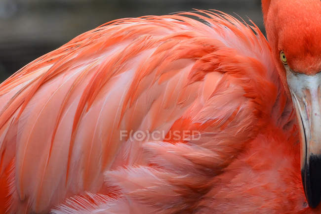 Vista de cerca de un pájaro flamenco rosado, fondo borroso - foto de stock