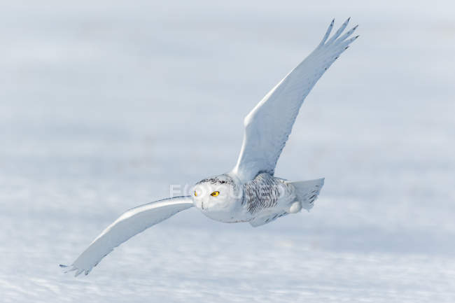 Schnee-Eule fliegt nah am Boden, Quebec, Kanada — Stockfoto