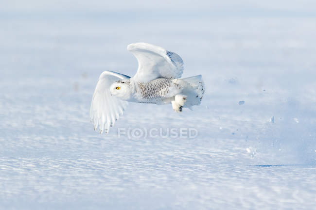 Coruja nevada voando perto do chão, vista lateral — Fotografia de Stock