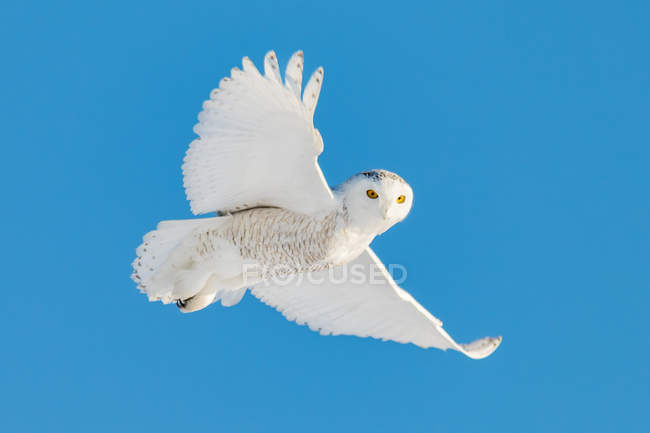 Vista panorâmica da majestosa coruja nevada em voo — Fotografia de Stock