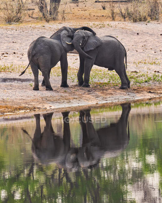 Dos elefantes junto a un pozo de agua, Parque Nacional Bwabwata, Namibia - foto de stock