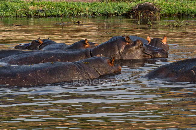 Hipopótamos en el río Chobe, Parque Nacional Chobe, Botsuana - foto de stock
