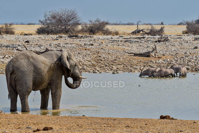 Elefante e oryx por um buraco de água, Parque Nacional de Etosha, Namíbia — Fotografia de Stock