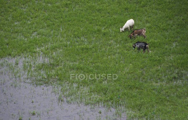 Trois chèvres broutant dans une rizière, Vietnam — Photo de stock