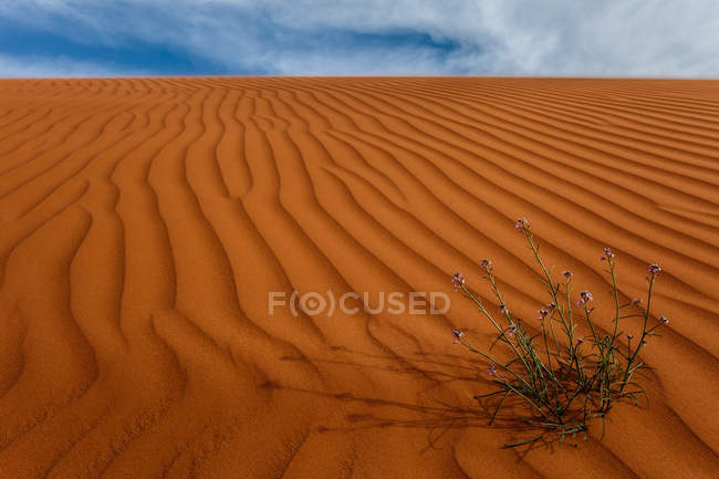 Vista da vicino delle dune di sabbia nel deserto, Arabia Saudita — Foto stock