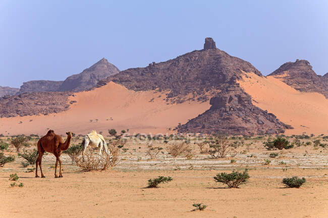 El hermoso paisaje del desierto del Néguev en el sahara - foto de stock