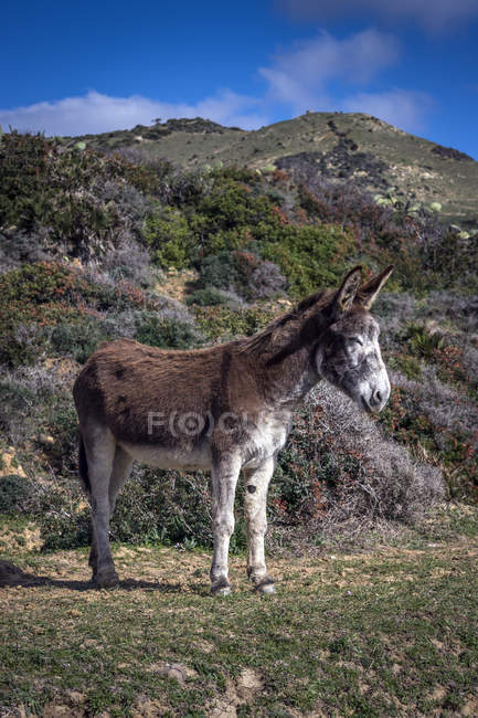 Vista panorâmica do burro em pé em um campo, Parque Natural do Estreito, Tarifa, Cádiz, Andaluzia, Espanha — Fotografia de Stock