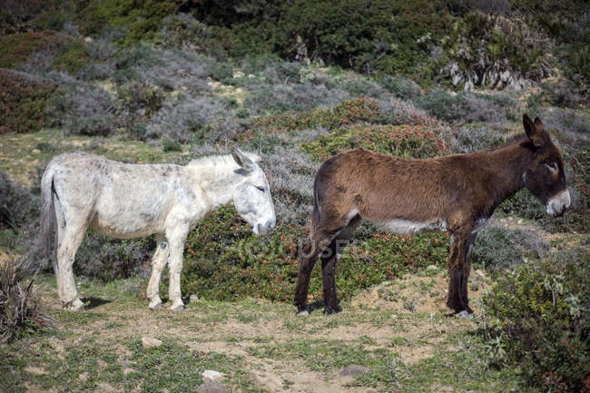 Два осла, стоящие на поле, природный парк Страйт, Фауфа, Кадис, Андалусия, Испания — стоковое фото