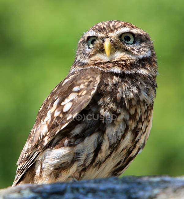 Portrait of an owl, against blurred background — Stock Photo