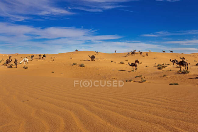 Прекрасний пейзаж пустелі в сахарі, морок. — стокове фото
