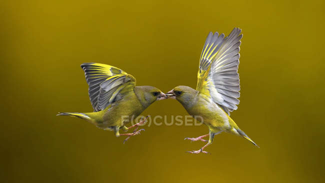 Dos pájaros revoloteando en el aire cara a cara, sobre fondo borroso - foto de stock