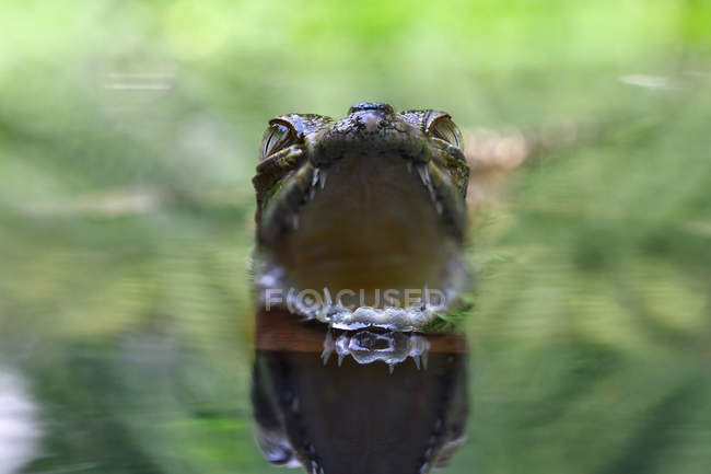 Vue rapprochée de la tête de crocodile qui jaillit d'une rivière — Photo de stock