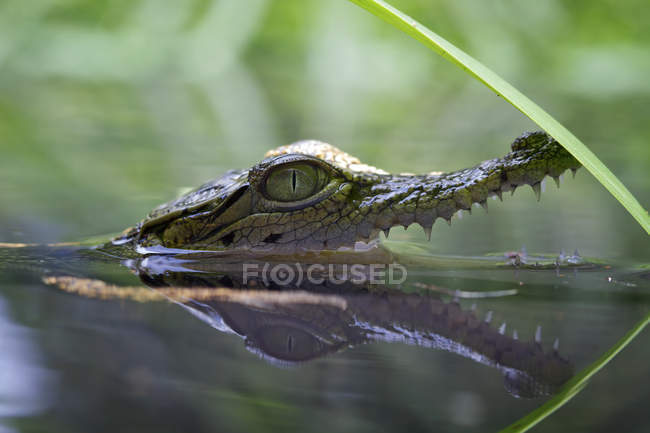 Vista ravvicinata della testa di coccodrillo che sbircia fuori da un fiume — Foto stock