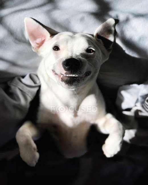 Blick über den Kopf eines Hundes, der auf einem Bett liegt — Stockfoto