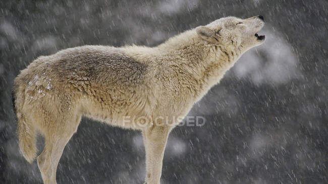 Retrato de un lobo aullando - foto de stock