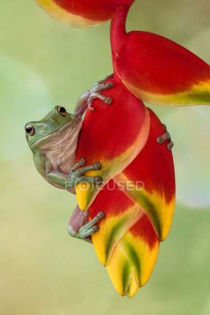 Dumpy tree frog on a heliconian flower, blurred background — Stock Photo