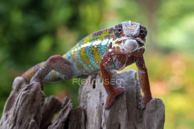 Chameleon sta per sporgere la lingua, fuoco selettivo — Foto stock