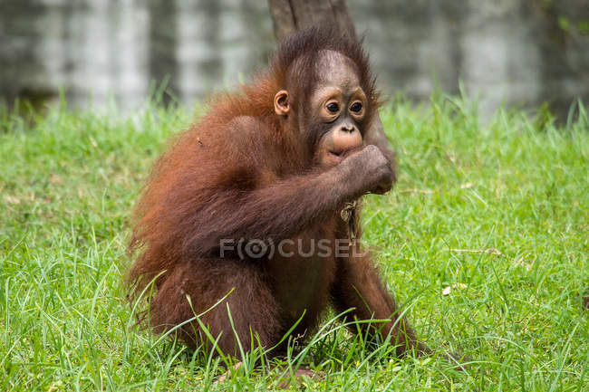 Orangotango infantil comendo grama, Bornéu, Indonésia — Fotografia de Stock