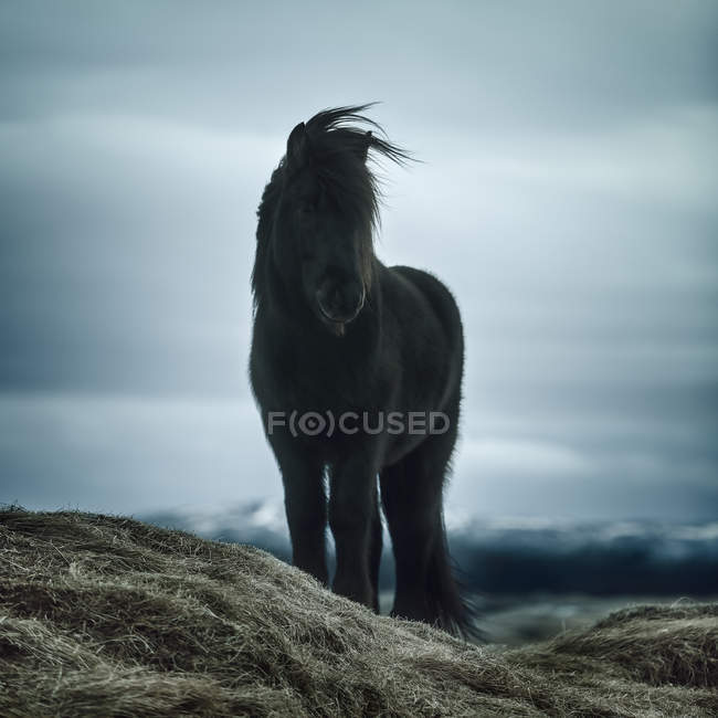 Equitazione islandese in piedi in un prato, Islanda — Foto stock