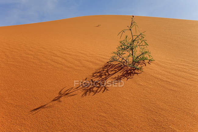 Pflanze, die in der Wüste, saudi-arabien wächst — Stockfoto