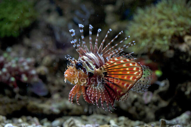 Close up of beautiful sea fish, underwater shot — Stock Photo