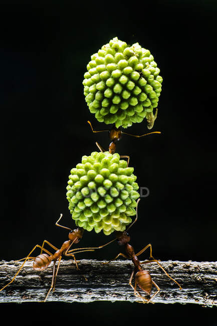 Close up of ants carrying fruit — Stock Photo