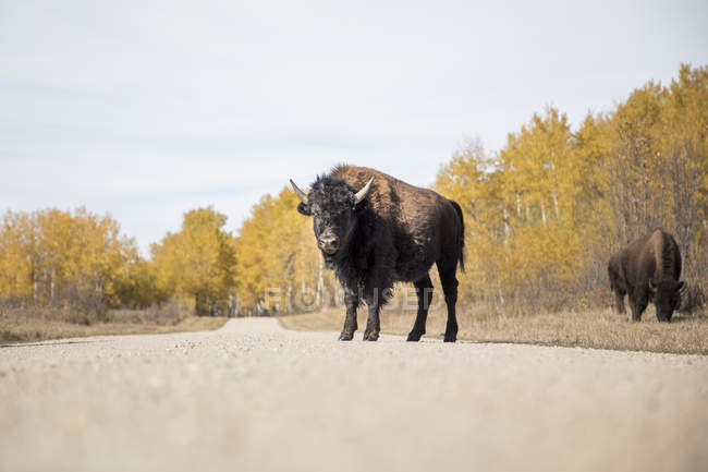 Buffalo in piedi nella strada in una foresta, Canada — Foto stock