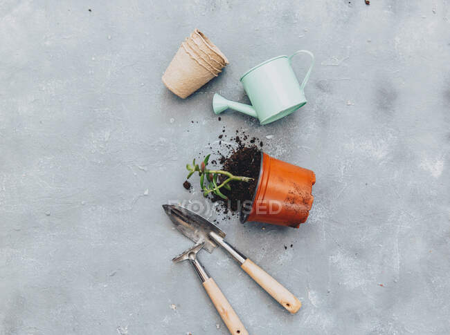 Вид сверху на растение Кактус с садовыми инструментами — стоковое фото